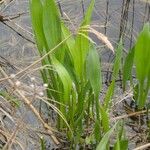 Alisma lanceolatum Blad