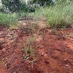 Aristida adscensionis موطن