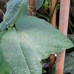 Passiflora capsularis Leaf