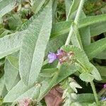 Anchusa officinalis Leaf