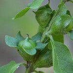 Dasistoma macrophylla Fruit