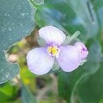 Tripogandra diuretica Flower