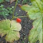 Podophyllum hexandrum Leht