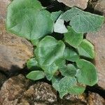 Vancouveria chrysantha Hoja