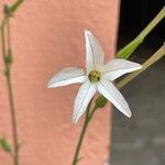 Nicotiana longiflora Квітка