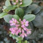 Escallonia laevis फूल