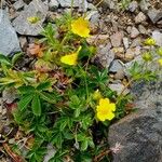 Potentilla aurea Natur