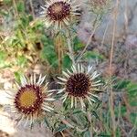 Carlina vulgaris 花
