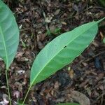 Pimelodendron griffithianum Hoja