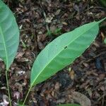 Pimelodendron griffithianum Leaf