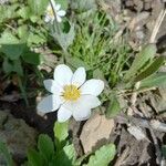 Sanguinaria canadensisFlower
