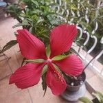 Hibiscus coccineus ফুল