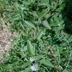 Oxypetalum solanoides Hoja