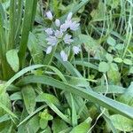 Allium subvillosum Fleur