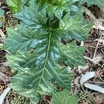 Acanthus spinosus Leaf