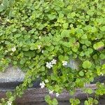 Bacopa repens Leaf