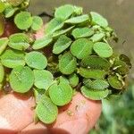 Salvinia minima List