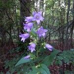 Campanula tracheliumFlower