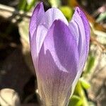 Crocus carpetanus Blüte