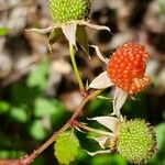 Rubus fraxinifolius Fruto