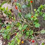 Solanum capsicoides Habitus