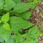 Circaea canadensis Feuille