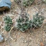 Coryphantha macromeris Levél