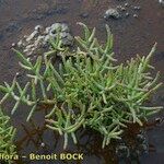 Salicornia procumbens Характер