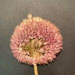 Allium polyanthum Blomst