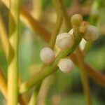 Cassytha filiformis Blomma