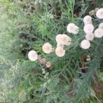 Erigeron bonariensis Fruit