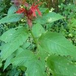 Monarda didyma Ліст