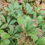 Rodgersia aesculifolia Habitus