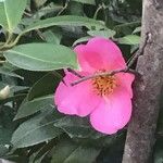 Camellia saluenensis Blomma