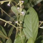 Teramnus uncinatus Flower