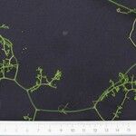 Sicydium schiedeanum Otro