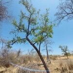 Cordia myxa 整株植物