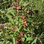 Ludwigia alternifolia Blodyn