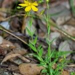 Hypericum australe Habit