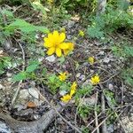Viguiera dentata 花