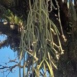 Rhipsalis floccosa Habit