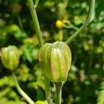 Lilium martagon অন্যান্য