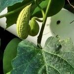 Aristolochia macrophylla Цветок