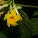 Tabernaemontana pauli Flor