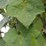 Luffa cylindrica برگ