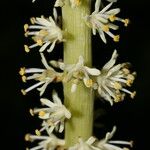 Schoenocaulon officinale Flower