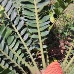 Encephalartos ferox Habitatea