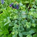 Cerinthe major Облик