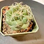 Coryphantha elephantidens Ліст