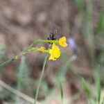 Narcissus gaditanus Flower